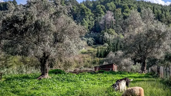 ΔΥΠΑ: Ξεκινά τη Δευτέρα νέο επιδοτούμενο πρόγραμμα για τη διαχείριση ζωονόσων στη Θεσσαλία