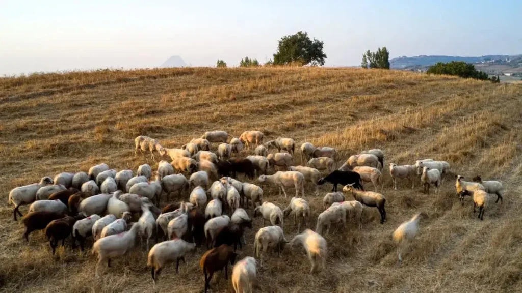 Πιερία: «Τα ζώα ήταν η ζωή του» λέει ο αδερφός του κτηνοτρόφου που αυτοκτόνησε μετά την θανάτωση 1.000 προβάτων του