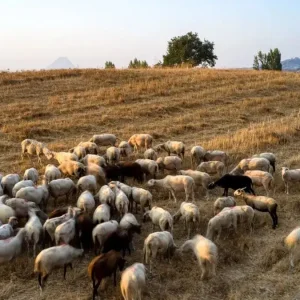 Πιερία: «Τα ζώα ήταν η ζωή του» λέει ο αδερφός του κτηνοτρόφου που αυτοκτόνησε μετά την θανάτωση 1.000 προβάτων του