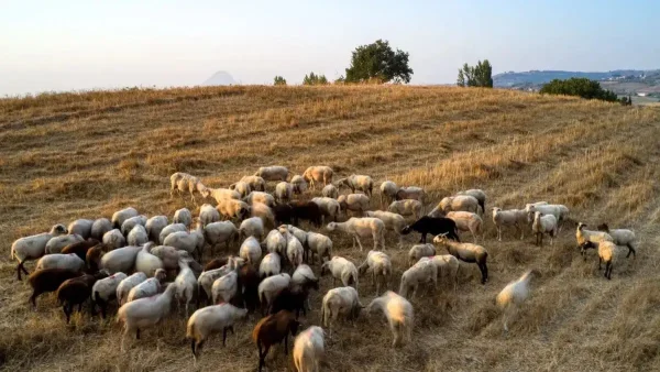 Πιερία: «Τα ζώα ήταν η ζωή του» λέει ο αδερφός του κτηνοτρόφου που αυτοκτόνησε μετά την θανάτωση 1.000 προβάτων του