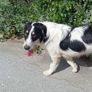 Χάθηκε ο Σποτ στη νότια πλευρά της πόλης