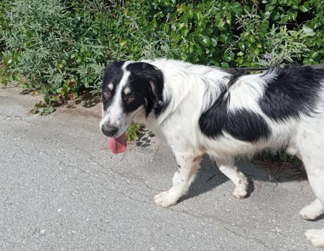 Χάθηκε ο Σποτ στη νότια πλευρά της πόλης