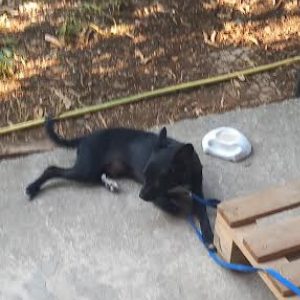 Χάθηκε σκυλάκι στο Παγκράτι Λαμίας