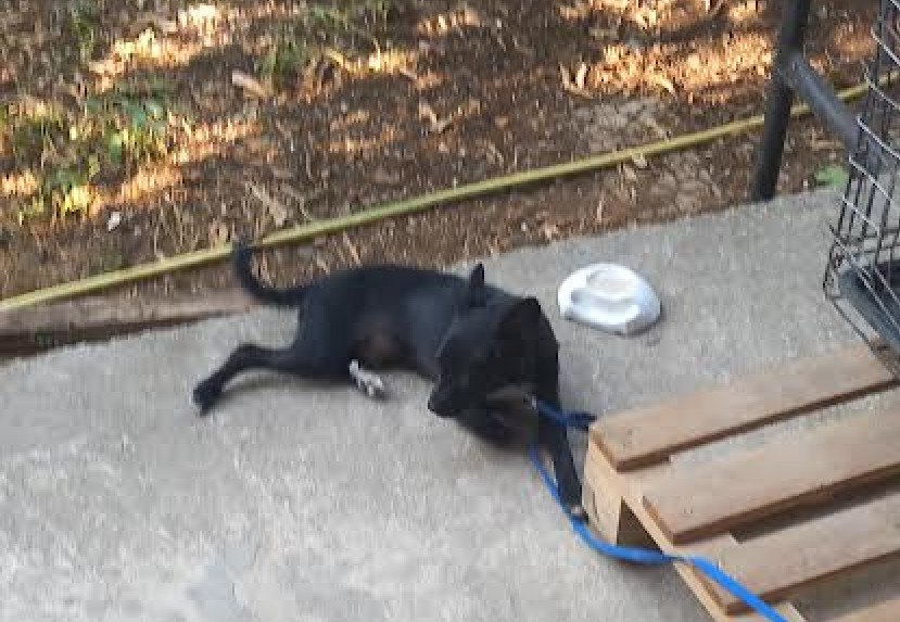 Χάθηκε σκυλάκι στο Παγκράτι Λαμίας