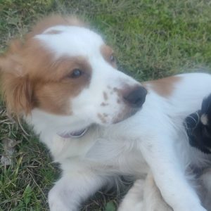 Χάθηκε η Μπιζού στα Λουτρά Υπάτης