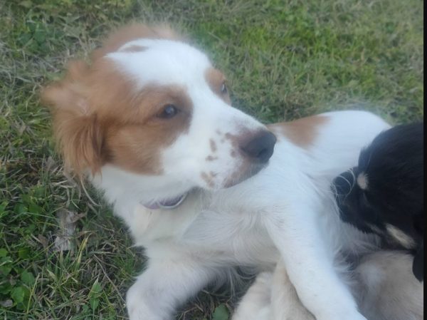 Χάθηκε η Μπιζού στα Λουτρά Υπάτης