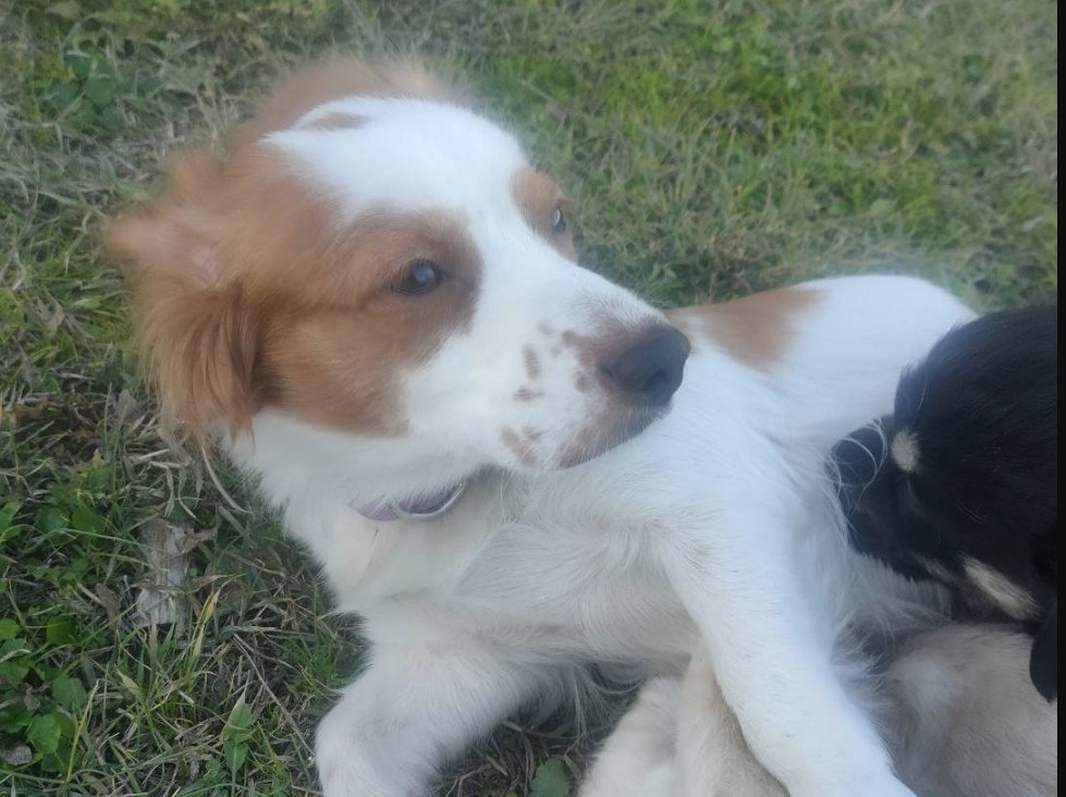 Χάθηκε η Μπιζού στα Λουτρά Υπάτης