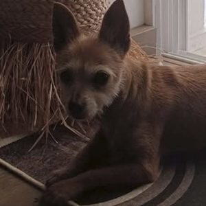 Χάθηκε το σκυλάκι της φωτογραφίας