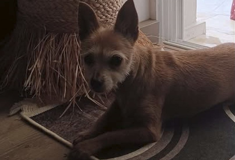 Χάθηκε το σκυλάκι της φωτογραφίας