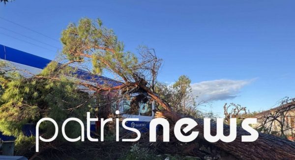 Δέντρο έπεσε σε τρένο που εκτελούσε το δρομολόγιο Πύργος – Κατάκολο, στο Νοσοκομείο ο μηχανοδηγός
