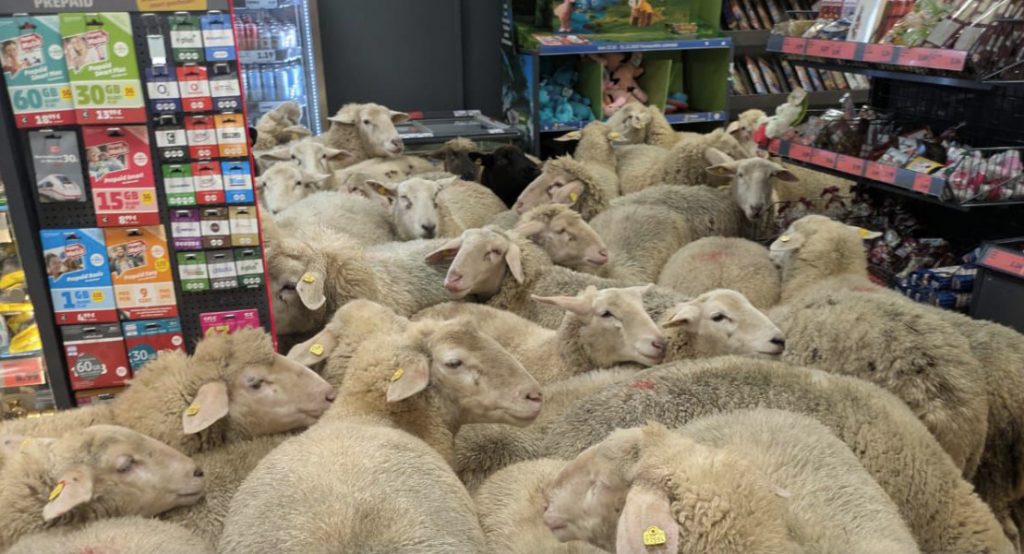 Πρόβατα εισέβαλαν σε σούπερ μάρκετ: Προκάλεσαν χαμό και έγιναν viral!