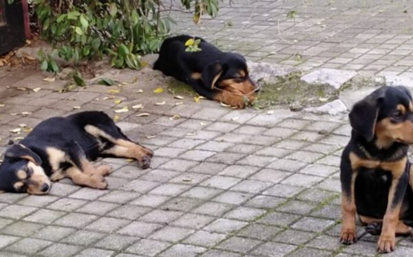 Αυτά τα γλυκά σκυλάκια, ψάχνουν το παντοτινό τους σπίτι!