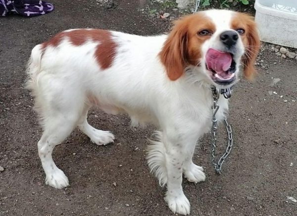 Χάθηκε το σκυλάκι της φωτογραφίας στις Θερμοπύλες