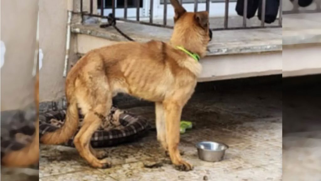 Σοβαρή καταγγελία για βάναυση κακοποίηση ζώου στη Λαμία