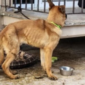 Σοβαρή καταγγελία για βάναυση κακοποίηση ζώου στη Λαμία