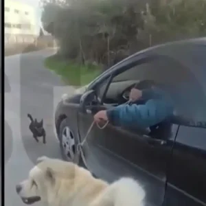 Θεσσαλονίκη: Άνδρας τραβούσε τον σκύλο του μέσα από το αμάξι – Ισχυρίστηκε ότι τον πήγαινε βόλτα