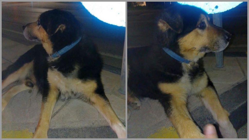 Βρέθηκε σκύλος στην περιοχή της Νέας Μαγνησίας Λαμίας