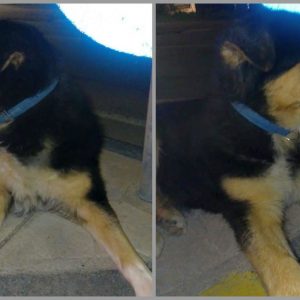 Βρέθηκε σκύλος στην περιοχή της Νέας Μαγνησίας Λαμίας