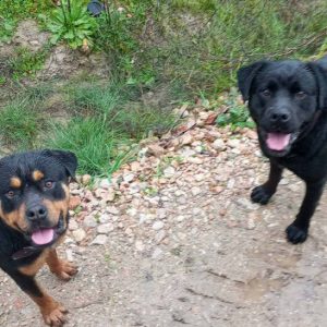 Βρέθηκαν δύο Rottweiler στις Θερμοπύλες