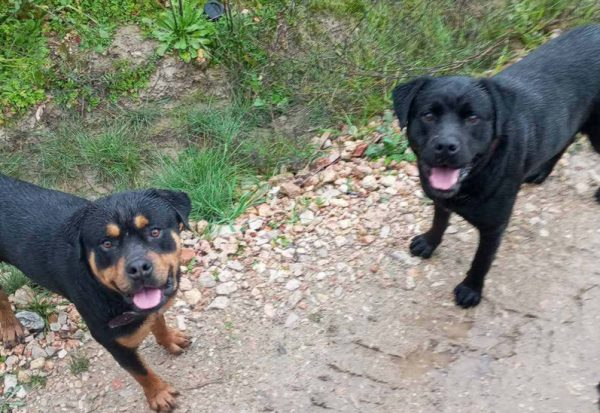 Βρέθηκαν δύο Rottweiler στις Θερμοπύλες