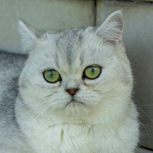 Χάθηκε γατούλα στη Μακρακώμη