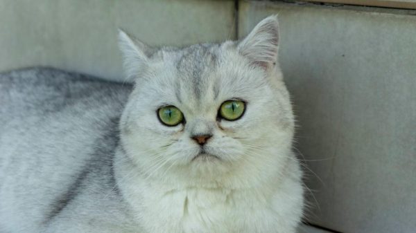 Χάθηκε γατούλα στη Μακρακώμη