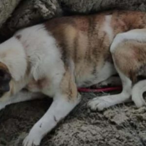 Χάθηκε ο σκύλος της φωτογραφίας από τις Κομποτάδες