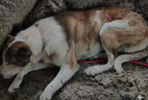 Χάθηκε ο σκύλος της φωτογραφίας από τις Κομποτάδες