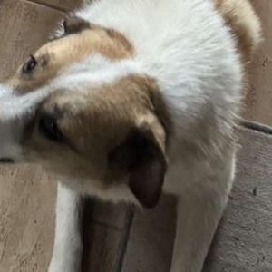 Χάθηκε η "Λούνα" - Μπορείτε να βοηθήσετε;