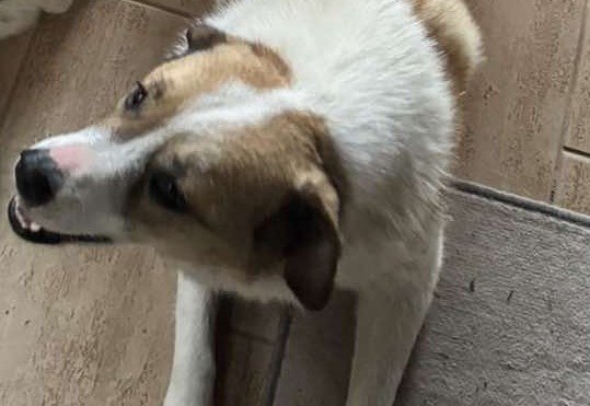 Χάθηκε η "Λούνα" - Μπορείτε να βοηθήσετε;