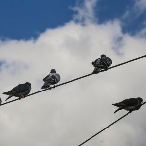 Πώς η Ρωσία χρησιμοποιεί νευρωνικά τσιπ για να μετατρέπει ζωντανά περιστέρια σε drones για παρακολούθηση στόχων