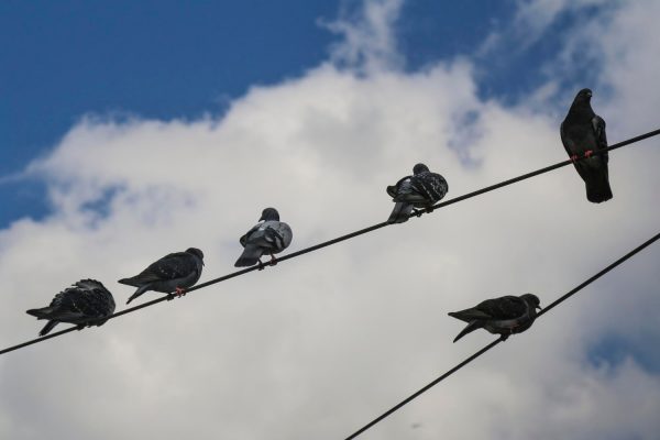 Πώς η Ρωσία χρησιμοποιεί νευρωνικά τσιπ για να μετατρέπει ζωντανά περιστέρια σε drones για παρακολούθηση στόχων
