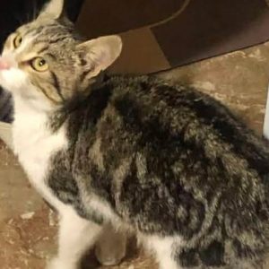 Βρέθηκε γατούλα στη Λαμία - Μήπως την αναζητάτε;