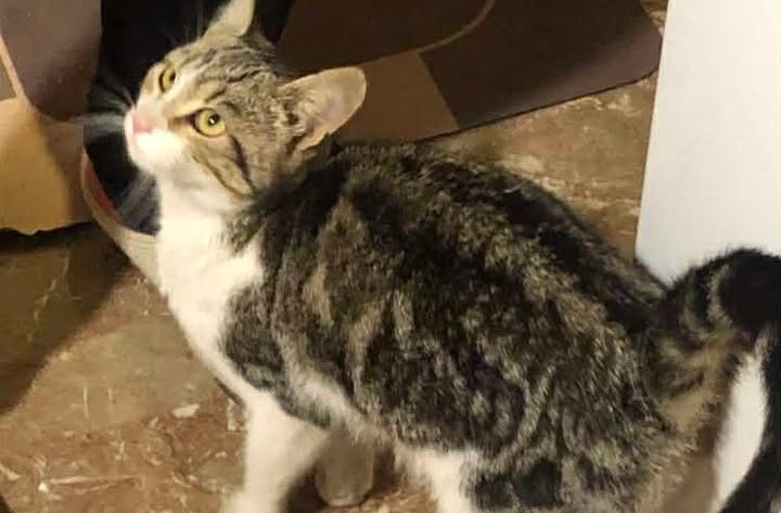 Βρέθηκε γατούλα στη Λαμία - Μήπως την αναζητάτε;