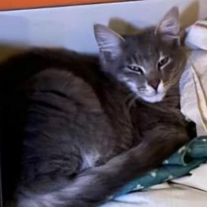 Χάθηκε ο Σίλβερ - Βοηθήστε να τον βρούμε