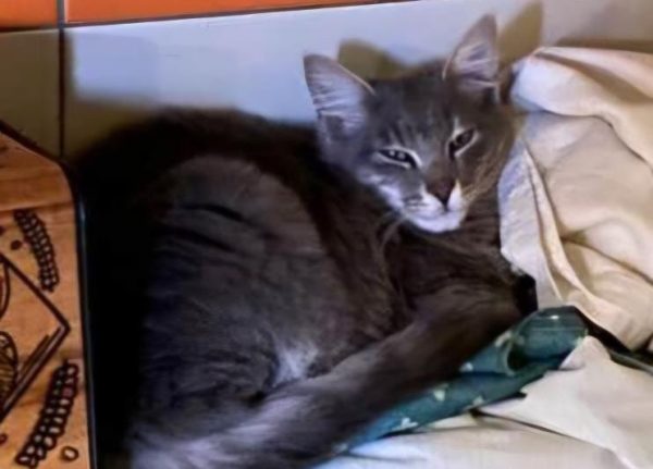 Χάθηκε ο Σίλβερ - Βοηθήστε να τον βρούμε