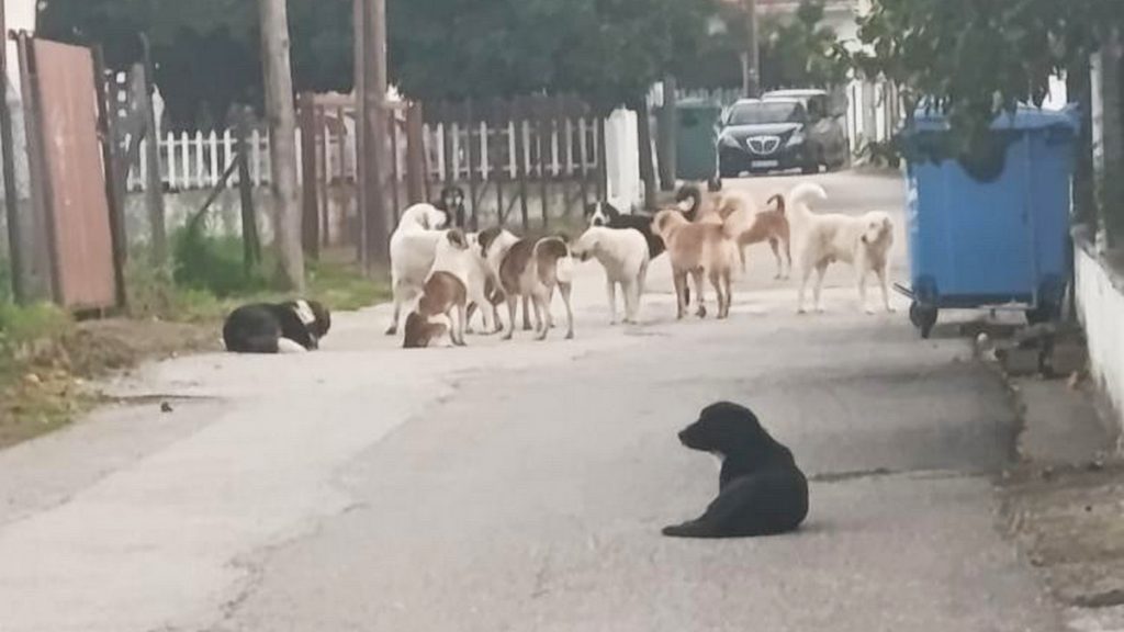 Επικίνδυνη αγέλη στο Μώλο
