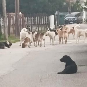 Επικίνδυνη αγέλη στο Μώλο