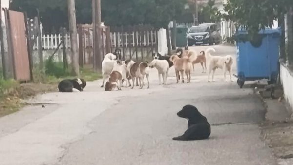 Επικίνδυνη αγέλη στο Μώλο