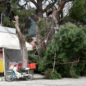 Λάρισα: Τεράστιο κλωνάρι πεύκου έπεσε στο κέντρο της Αγιάς, δίπλα σε περίπτερο