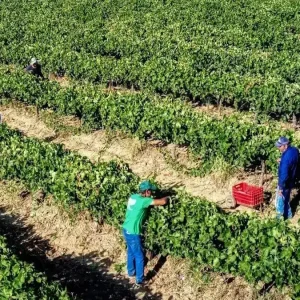 Αγρότες: Ξεμπλοκάρουν πληρωμές σε εκκρεμότητα για 100.000 ΑΦΜ – Την Δευτέρα ανοίγει η πλατφόρμα για διορθώσεις στοιχείων