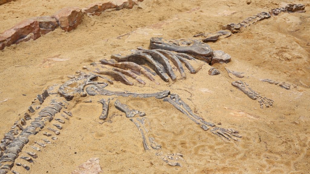 Εντυπωσιακή ανακάλυψη στη Σαχάρα: Απολίθωμα «δράκου» 95 εκατομμυρίων ετών εντυπωσιάζει την επιστημονική κοινότητα