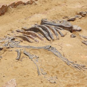 Εντυπωσιακή ανακάλυψη στη Σαχάρα: Απολίθωμα «δράκου» 95 εκατομμυρίων ετών εντυπωσιάζει την επιστημονική κοινότητα