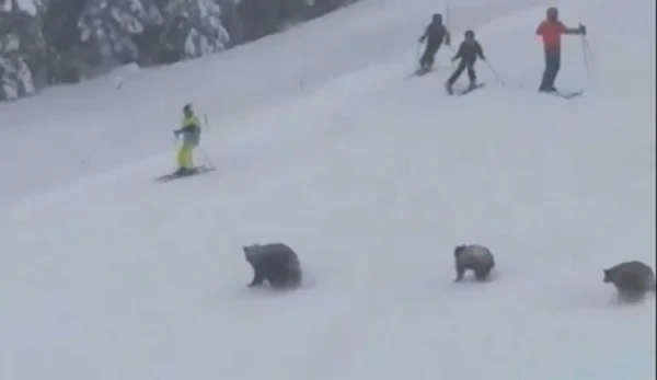 Οικογένεια αρκούδων "εισέβαλε" στις πίστες χιονοδρομικού κέντρου!