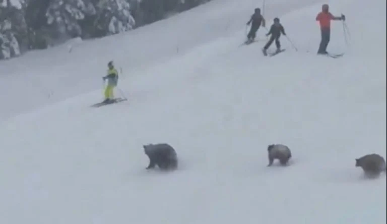 Οικογένεια αρκούδων "εισέβαλε" στις πίστες χιονοδρομικού κέντρου!