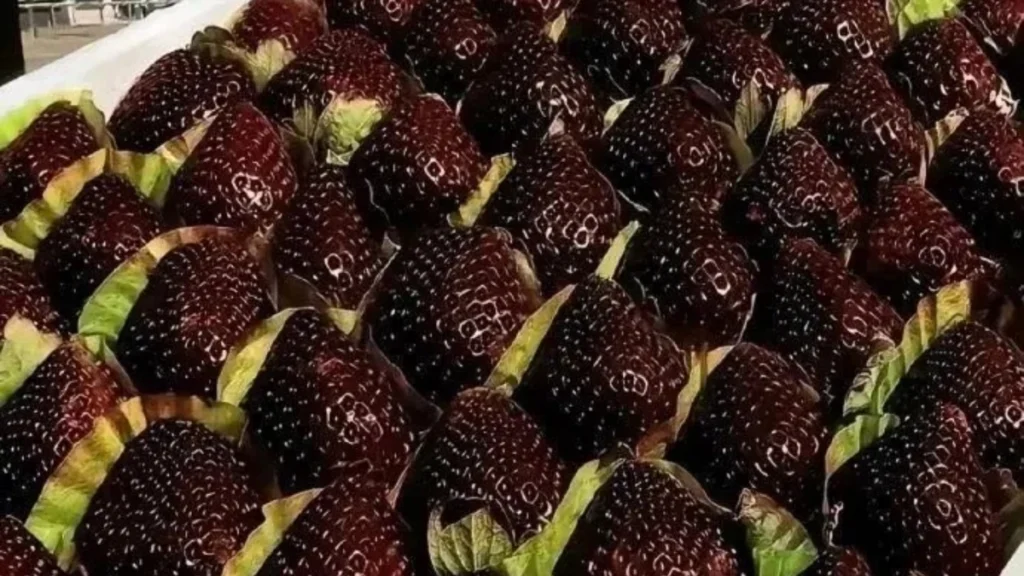 «Black Pearl»: Οι μαύρες φράουλες της Κίνας που κοστίζουν έως 45 δολάρια το κιλό (ΒΙΝΤΕΟ)