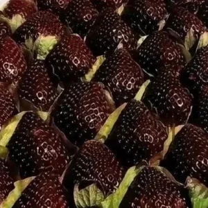 «Black Pearl»: Οι μαύρες φράουλες της Κίνας που κοστίζουν έως 45 δολάρια το κιλό (ΒΙΝΤΕΟ)