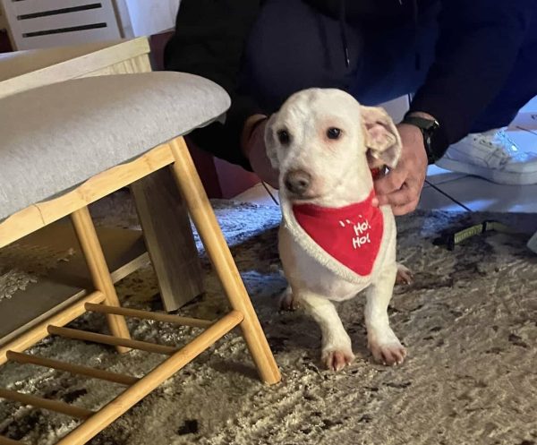 Χάθηκε ο Μπούμπι-Βοηθήστε να τον βρούμε