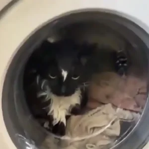 Έβαλε κατά λάθος τη γάτα στο πλυντήριο – Η επιχείρηση διάσωσης