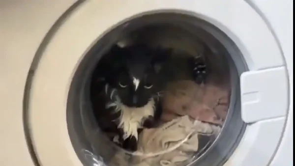 Έβαλε κατά λάθος τη γάτα στο πλυντήριο – Η επιχείρηση διάσωσης
